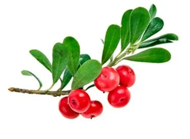 Bearberry leaf for extracting