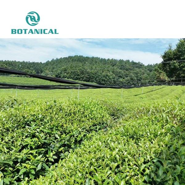 Green tea garden by Botanical Cube Inc.